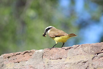 birds