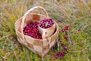 collected cranberries in a berry basket
