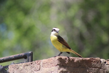 birds