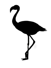 Obraz premium Silhouette of a flamingo