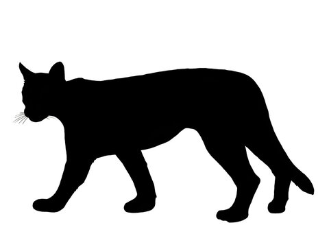 black silhouette of a puma