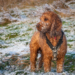 Cockapoo Dog waiting for owner in a snowy field