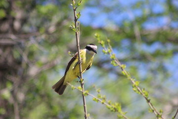 birds