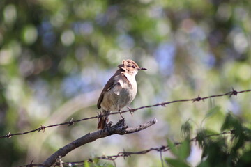birds