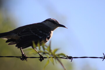 birds