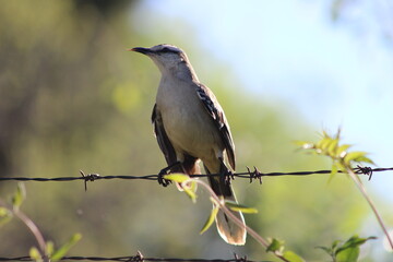 birds