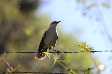 birds