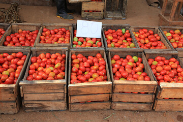 Tomaten