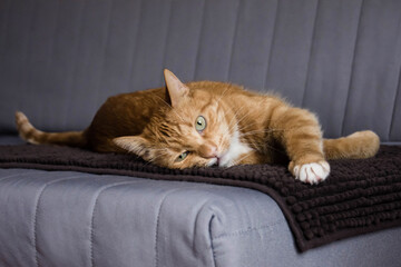 Odpoczynek rudego kota - obrazy, fototapety, plakaty