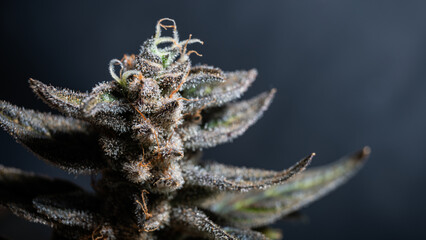 Сannabis buds close-up, medical marijuana