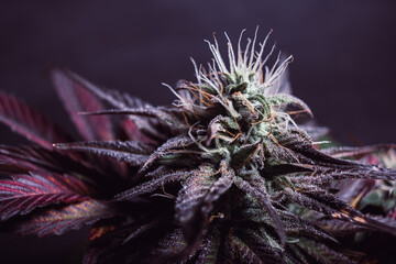 purple cannabis bud