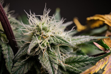 Cannabis bud of Medical Marijuana, Recreational Cannabis