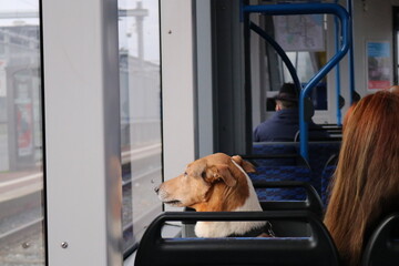 Perro mirando por la ventana del tren. Perro viajero