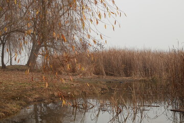 Obraz premium Trees in park in morning fog in autumn