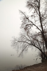 Fototapeta na wymiar Trees in park in morning fog in autumn