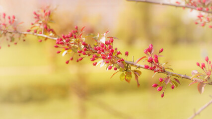 Dogwood branch with red flower buds close up