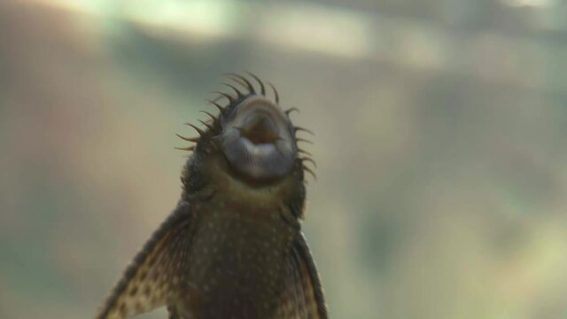 Close up view of ancistrus fish cleaning aquarium wall. 