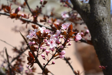 Black Cherry Plum