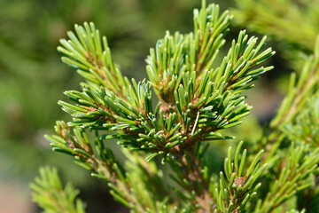 Japanise White Pine Negishi