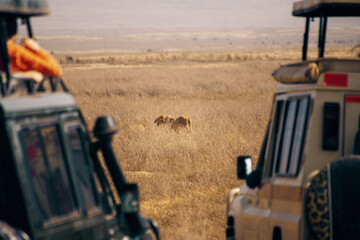 lion, serengeti national park
