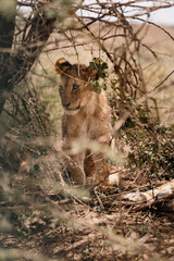 Obraz na płótnie Canvas lion, serengeti national park