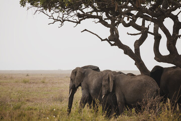 elepahnts, serengeti national park