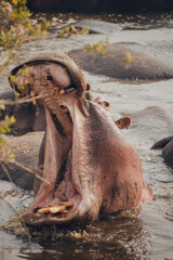 hippo, serengeti national park
