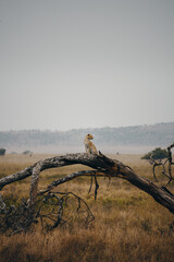 leopard, serengeti national park