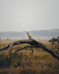 leopard, serengeti national park