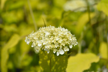 Smooth hydrangea Annabelle