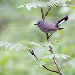 Red-breasted Flycatcher 