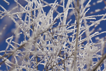 Morning scene in the form of frost lying on the branches of a tree against the background of a blue sky.