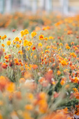 Marigolds with dry stems on background of flowers and grass. Natural background with copy space. Orange and burgundy petals of Tagetes grow on lawn. Flowers dry up in flowerbed.