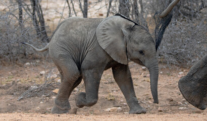 Cute African Elephant baby following his mother's tail in Kruger National Park in South Africa RSA
