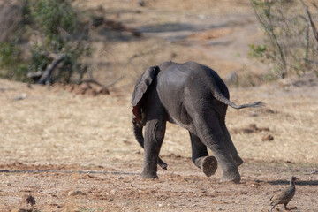 Cute little African Elephant baby running in Kruger National Park in South Africa RSA