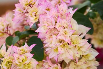 Pink and yellow Bougainvillea flowers close up in summer season. Bougainvillea spectabilis