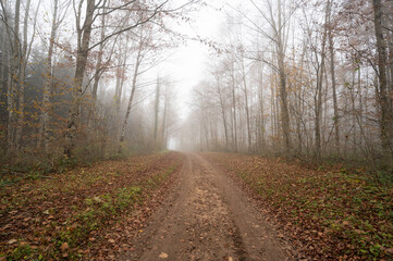 Arbres dans le brouillard, forêt du Jura, France - 472098942