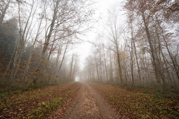 Arbres dans le brouillard, forêt du Jura, France - 472098966