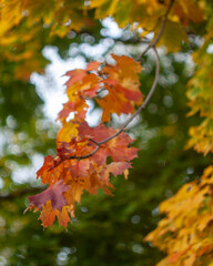 autumn maple leaves