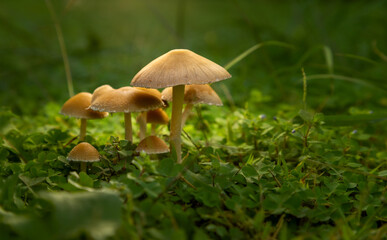 Mushrooms wallpaper. Beautiful mushrooms family among plants on forest floor. Selective Focus. Fantasy Mushrooms Wallpaper.