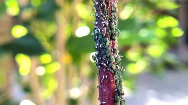 4K HD video close up of hundreds of tiny aphids infesting a stalk of Indian corn. 
