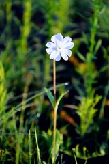 Small white flower in a green field