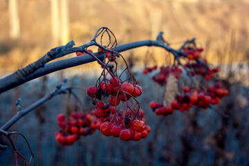 berries in snow