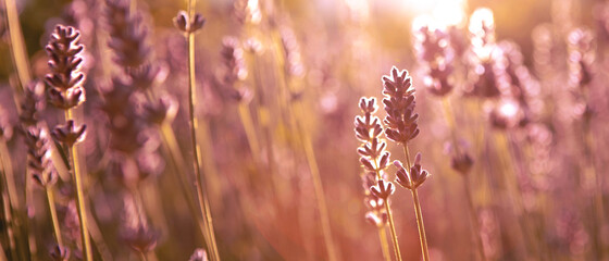 Banner with soft focused Lavender flowers at sunset Blooming Violet fragrant lavender flower summer landscape Growing Lavender, harvest, perfume ingredient, aromatherapy Lavender field lit by sunlight