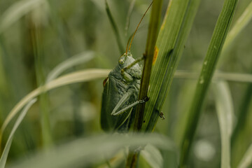 Grasshopper close up in countryside meadow