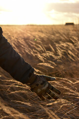 Obraz premium Gentle hands bathe in the rays of the setting sun on an autumn evening.