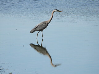 Fishing Grey Heron reflected in the water