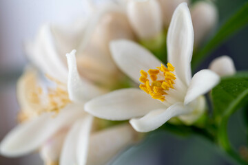 Close up of Citrus Tree Blossoms