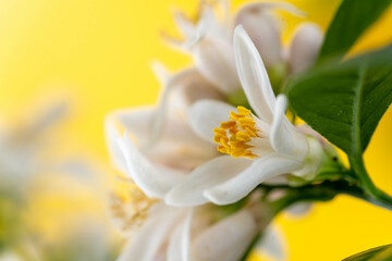 Fototapeta na wymiar Close up of Citrus Tree Blossoms