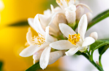 Obraz na płótnie Canvas Close up of Citrus Tree Blossoms